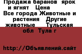 Продажа баранов, ярок и ягнят › Цена ­ 3 500 - Все города Животные и растения » Другие животные   . Тульская обл.,Тула г.